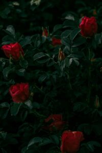 roses