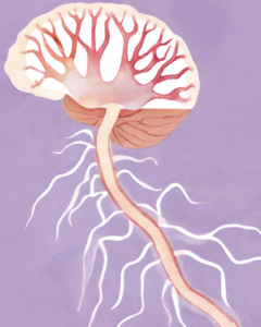 central nervous system