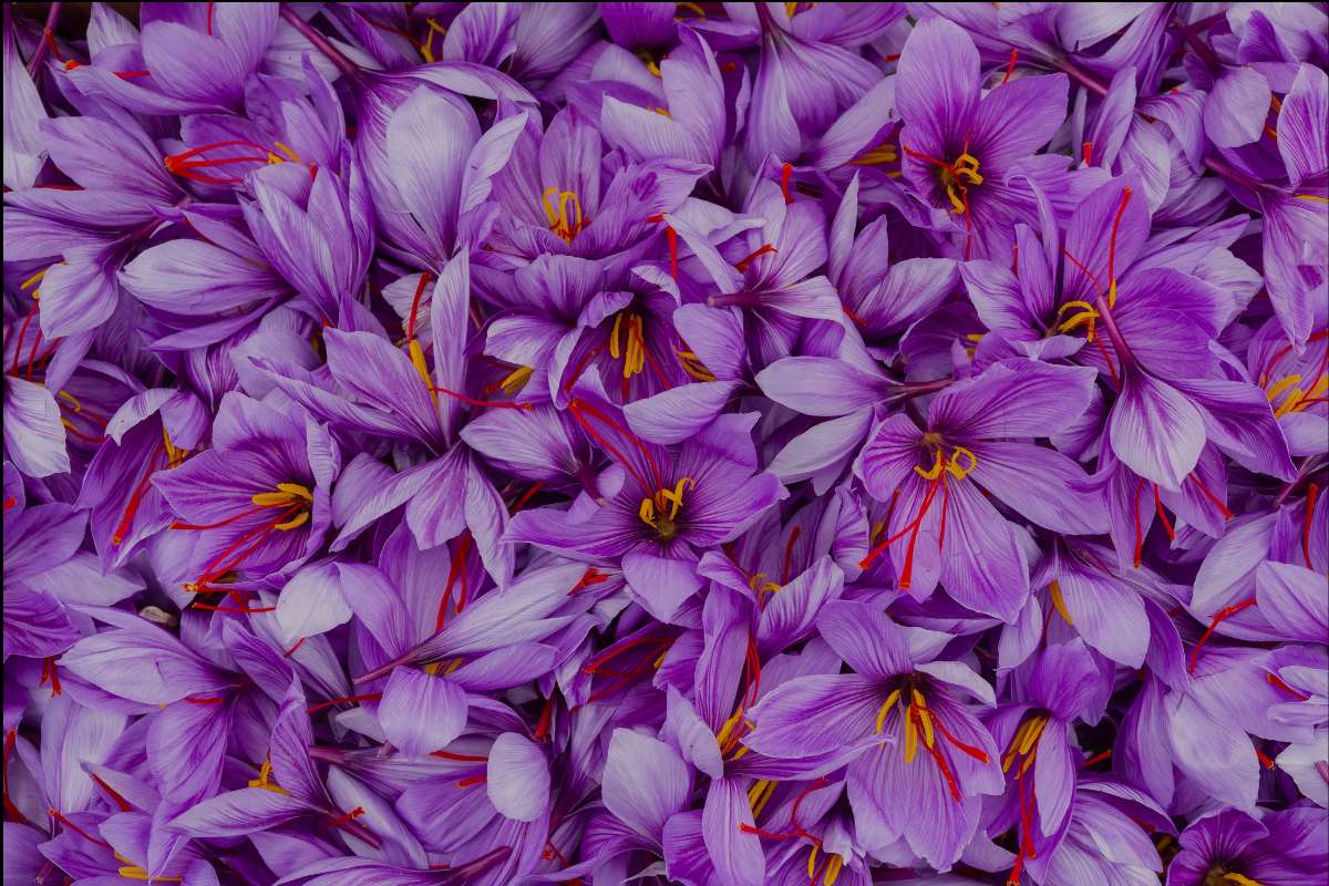 vibrant purple flowers
